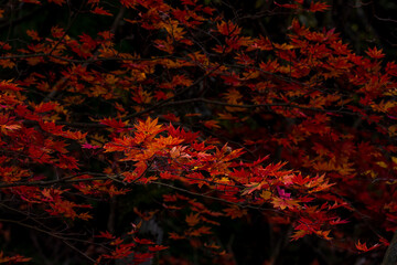 Wall Mural - 紅葉に映える(森の彩り)風景
Scenery that shines in autumn leaves (colors of the forest)
日本(秋)2022年撮影
Japan (Autumn) Taken in 2022
九州・熊本県
撮影場所：「菊池渓谷(菊池・阿蘇スカイライン)」