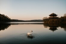 A Solitary Swan Gliding On A Still Lake