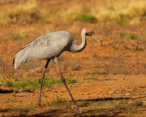 Wall Mural - A tall pale gray crane with grayish legs and red bare skin on head that does not extend down the neck, known as the Brolga (Grus rubicunda)