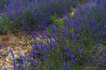 Wall Mural - lavender field in region