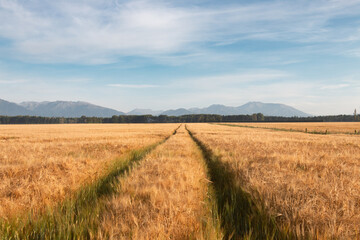 Rye fild before harvest