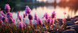 Romantische Kulisse: Eine duftende Lavendelwiese umgeben von wilden Blumen