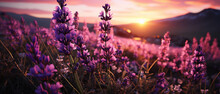 Natürliche Schönheit: Ein Bild Von Einer Malerischen Lavendelwiese Mit Bunten Wildblumen