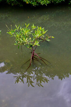 Mangrove Tree In The Sea. A Lonely Young Mangrove Tree Grows In The Sea In Shallow Water Near The Shore.