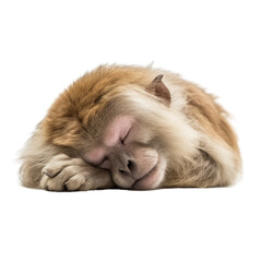 Wall Mural - sleep monkey isolated on transparent background cutout