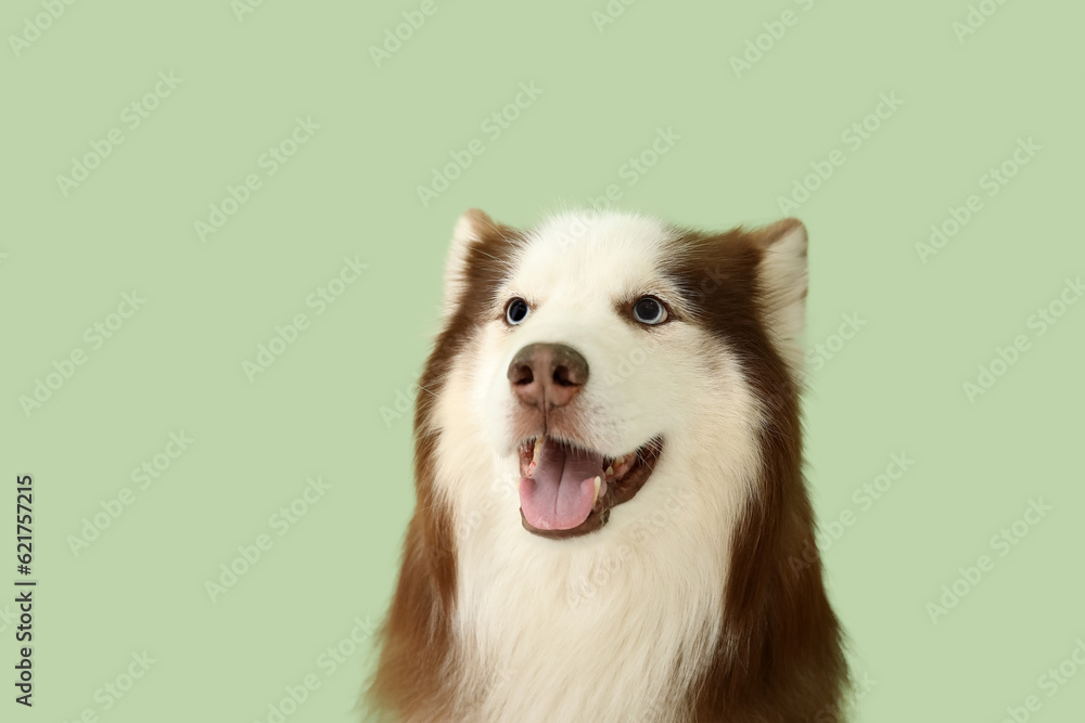 Cute Husky dog on green background, closeup