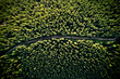 Aerial drone view of mountain road or pathway through alpine coniferous forest with green trees. Beautiful landscape of hiking path passing through conifer woods in lush green woodland.