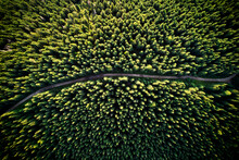 Aerial Drone View Of Mountain Road Or Pathway Through Alpine Coniferous Forest With Green Trees. Beautiful Landscape Of Hiking Path Passing Through Conifer Woods In Lush Green Woodland.