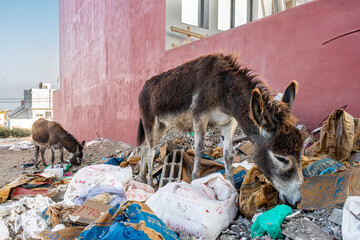 two donkeys feed amoungst residential and commercial waste in the village of imsouane, morocco. here