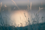 Fototapeta Natura - Grass on the shore of the lake at sunset. Abstract nature background.