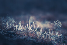 Frost-covered Plants In Autumn Forest.  Autumn Nature Background