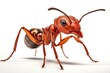 A focused view of a solitary red ant against a plain white background isolated. AI-generated.
