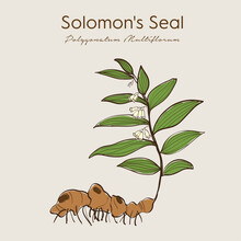 Solomon's Seal (Polygonatum Multiflorum). Ayurvedic Herbs, Medicines. Ayurveda. Natural Herbs. Medicinal Herb. Hand Drawn Botanical Vector Illustration.