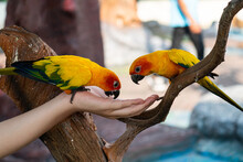 Sun Conure Birds Eating Food On Hand. Feeding Sun Conure Bird