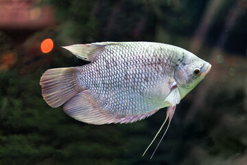 Close up of a Cichlid fish