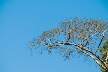 Forest trees and blue sky