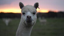 Llama In Field With Sunset In Background 4K.