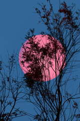 Poster - Full moon on the sky with silhouette flowers tree branch.