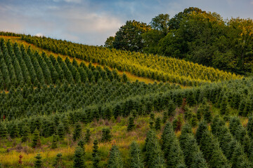 Christmas tree farm