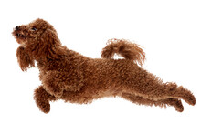 Adorable Curly Red-brown Poodle Dog In Motion, Playing, Running Isolated Over Transparent Background.