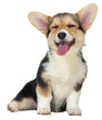 Beautiful dog. Cute little corgi dog, puppy calmly sitting, smiling with tongue sticking out isolated on transparent background