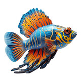 Fototapeta Zwierzęta - Beautiful Mandarinfish, no background