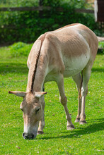 Turkmenian Kulan, Asiatic Wild Ass, (Equus Hemionus), Grazing On A Green Grass Meadow, With Sunlight