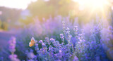 Fototapeta Natura - Wild flowers in a meadow at sunset. Macro image, shallow depth of field. Abstract summer nature background