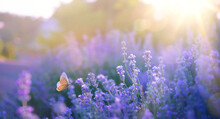 Wild Flowers In A Meadow At Sunset. Macro Image, Shallow Depth Of Field. Abstract Summer Nature Background