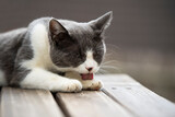 Fototapeta Psy - Domestic cat licks his paw