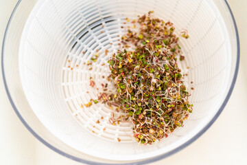 Canvas Print - Growing sprouts in a jar