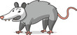 Scared opossum vector cartoon illustration isolated on white