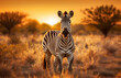 zebra at sunset facing the camera