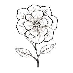 Wall Mural - Line art of flowers and plants Wild Chamomile black ink sketch. Wild botanical garden bloom.