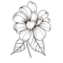 Wall Mural - Line art of flowers and plants Wild Chamomile black ink sketch. Wild botanical garden bloom.