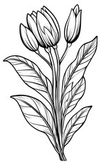 Wall Mural - Line art of flowers and plants Wild Chamomile black ink sketch. Wild botanical garden bloom.
