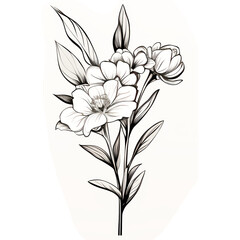 Wall Mural - Line art of flowers and plants Wild Chamomile black ink sketch. Wild botanical garden bloom.