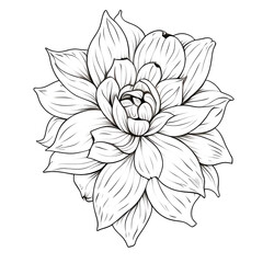 Wall Mural - Line art of flowers and plants Wild Chamomile black ink sketch. Wild botanical garden bloom.