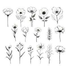 Wall Mural - Line art of flowers and plants hand drawn engraved illustration. Wild Chamomile black ink sketch. Wild botanical garden bloom PNG transparent background
 