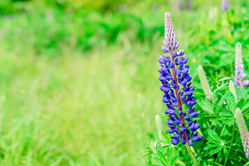 Wall Mural - lupine flowers on meadow at sunset on a warm summer day  Summer flowers.  Summertime  Space for text  High quality photo