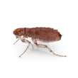 Pulex irritans flea