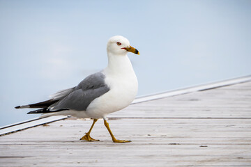 Wall Mural - Ring-billed gull investigating a dock  along the St. Lawrence River