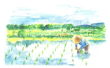 水彩で描いた田舎の田んぼの風景