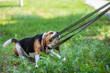 beagle hunting dog pulls on the leash holding it in his teeth