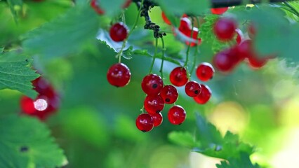 Wall Mural - video with ripe red currant in garden