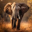 African Elephant - Loxodonta africana - in Kruger National Park, South Africa