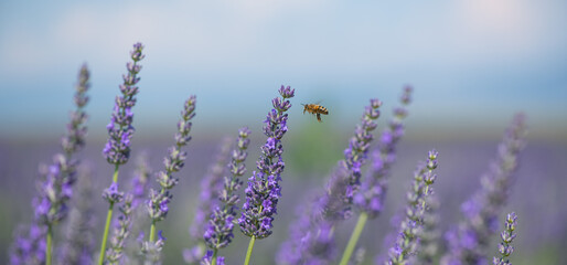 Honey bee pollinates lavender flowers. Plant decay with insects., sunny lavender, Lavender flowers, High quality photo