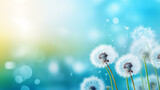 Fototapeta Dmuchawce - Beautiful closeup of blowball dandelion in nature in spring summer morning, with bokeh and blue turquoise green background banner panorama, Generative Ai