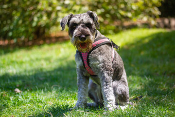 Small cute pretty happy Zwergschnauzer puppy sitting on a green lawn in sunny summer spring day. Hunting dogs breed. Doggy walking outdoors. Canine animal, pet in green park, woods, nature has fun.