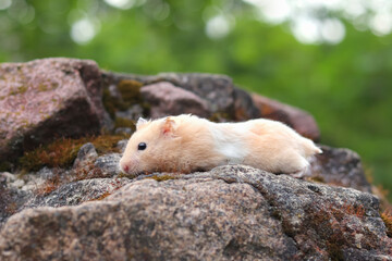 Wall Mural - Cute Golden Hamster (Syrian Hamster) on a rock.